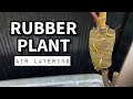 PROPAGATING RUBBER TREE FROM AIR LAYERING METHOD | MARCOT | Plant Care for Beginners