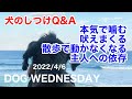 【犬のしつけ Q&A】ライブ配信　噛む、吠える、ビックリしたドッグトレーナーさんのアドバイス（他）