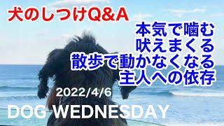 【犬のしつけ Q&A】ライブ配信　噛む、吠える、ビックリしたドッグトレーナーさんのアドバイス（他）