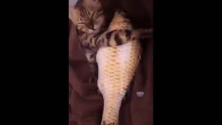 Hilarious Cats That Will Make You Laugh 🥰 - Funny Animals Compilation Videos 😂