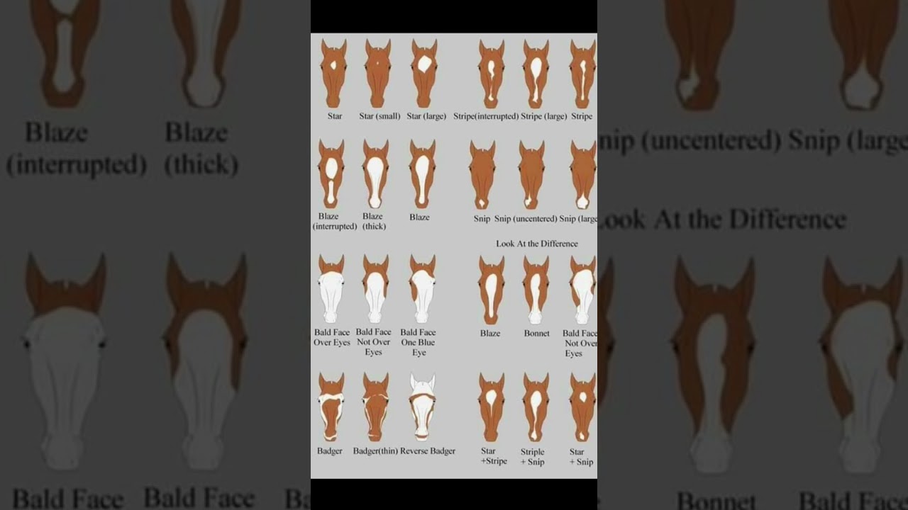 which facial marks does your horse have
