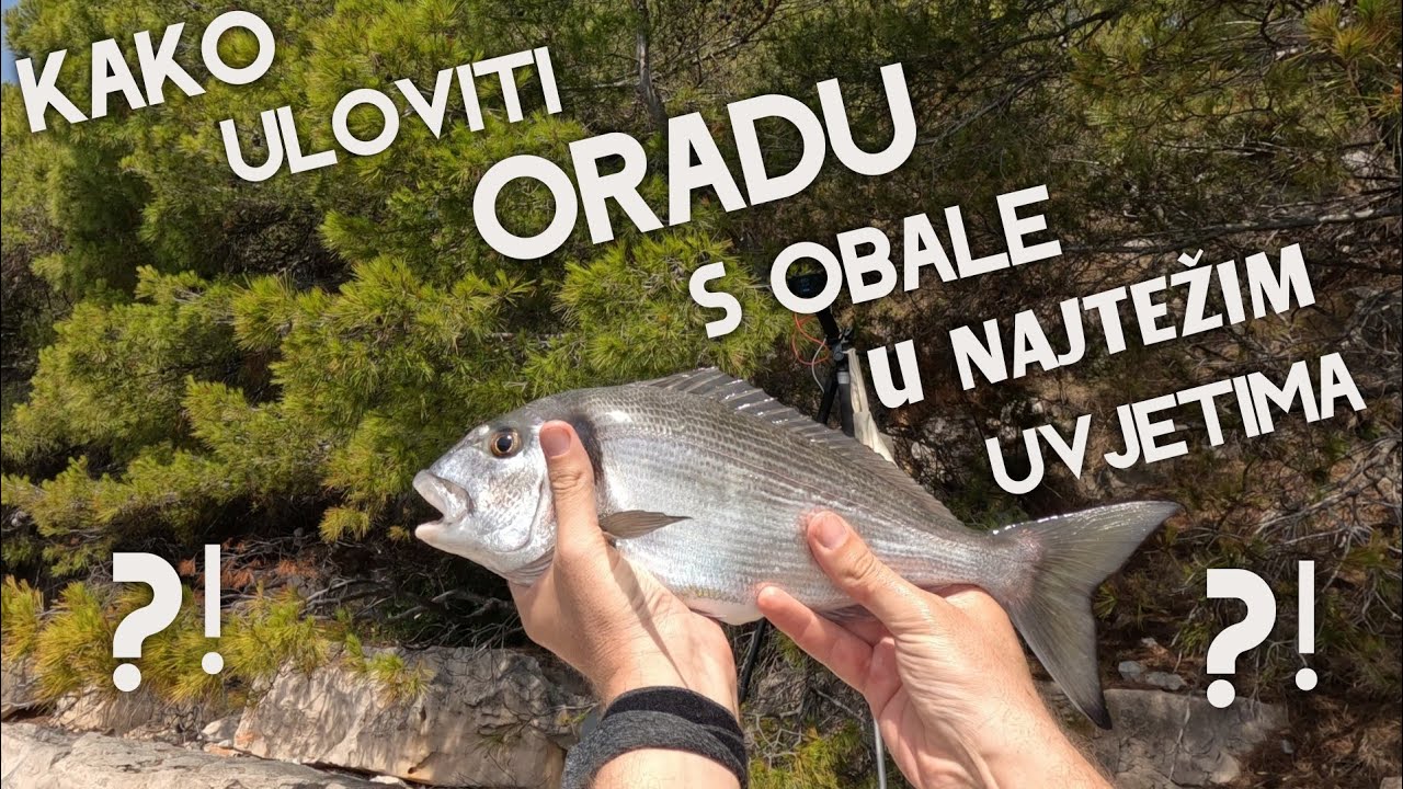 KAKO ULOVITI ORADU S OBALE U NAJTEŽIM UVJETIMA ?!