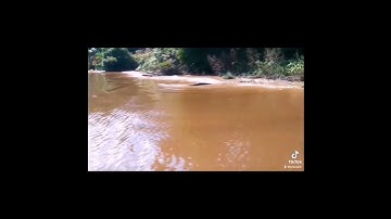 Croc Buaya Sebauh, Bintulu.. Beware..