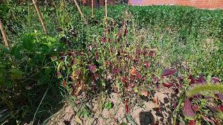 Satisfying Garden Sickle Cutting Relaxing Vegetable Harvest Asmr