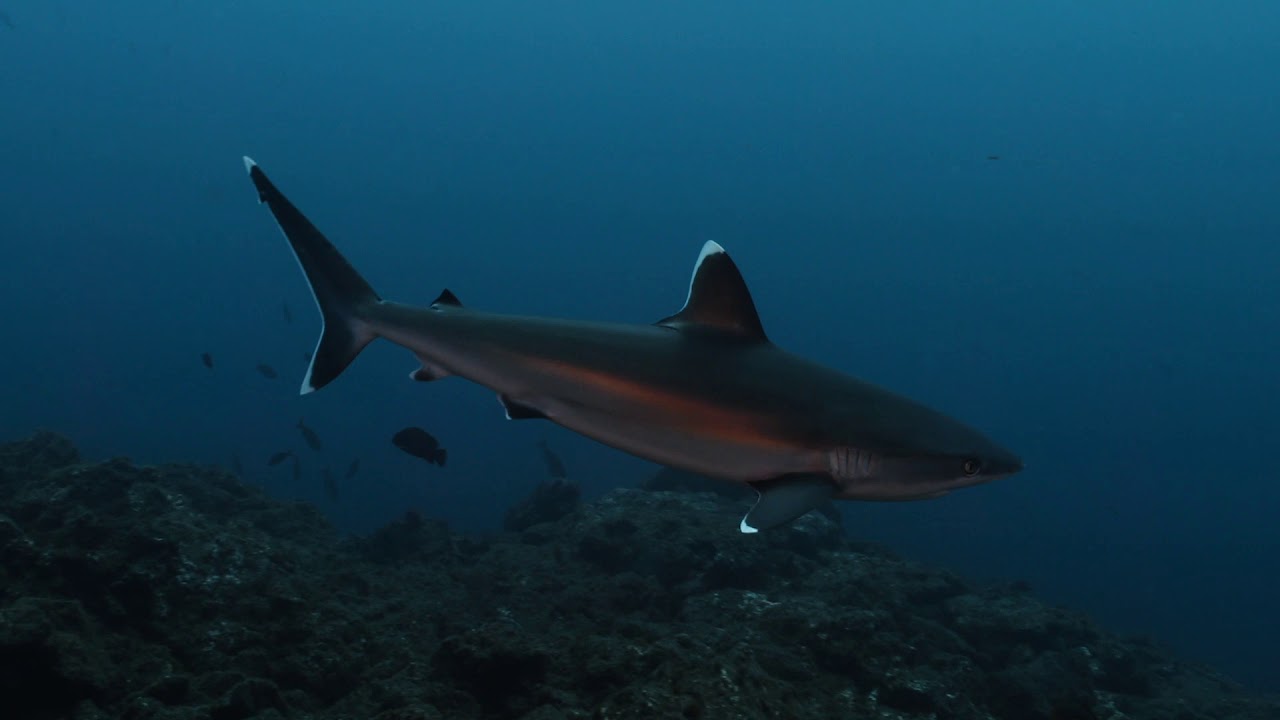 Happy World Oceans Day