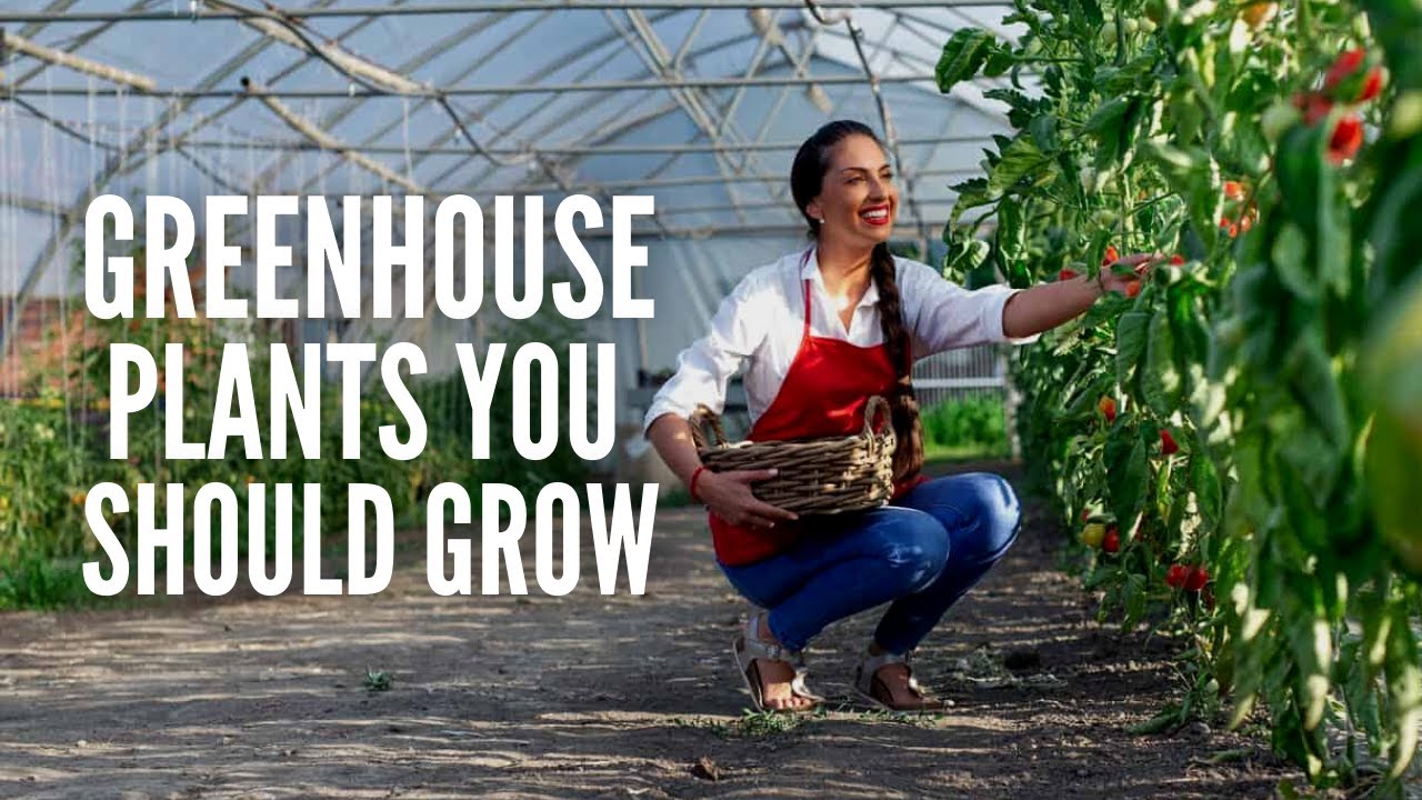 25 лучших тепличных растений, которые стоит выращивать