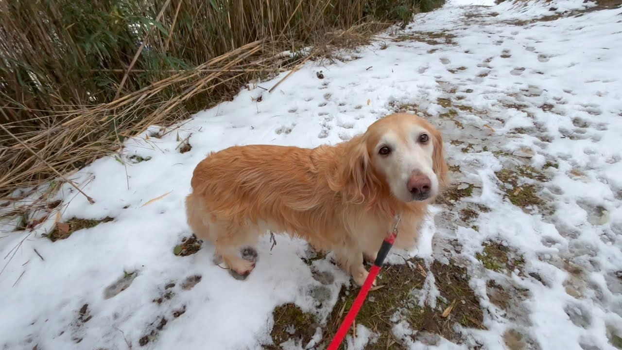 愛犬ルルと久しぶりに山を散歩しましょう