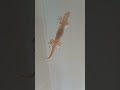 Sticky Gecko #guam