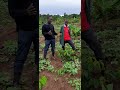 Talking coffee farming #tiktoklive #foryoupage #coffeefarming #coffee #coffee