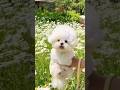 Cute puppy ❤️ #かわいい犬 #anjingcomel #สุนัขน่ารัก#cutedogph #chóđángyêu #anjinglucu #cachorrofofo