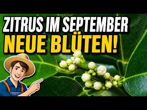 Zitruspflanzen Update & Granatapfel-Stecklinge September