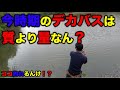 【バス釣り】この時期の野池バスは質より量？ボリューミーなワームに変えた瞬間！？