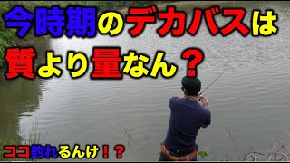 【バス釣り】この時期の野池バスは質より量？ボリューミーなワームに変えた瞬間！？