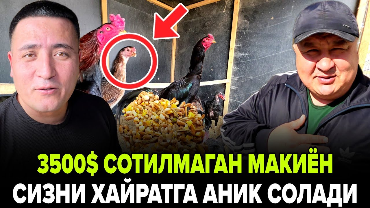 (ОХУНОВ ТВ)ДА ПАРВОЗЛАР УЧУН ЗУР ЯНГИЛИК 10 ХИЛ СИЗ КУРМАГАН ЗОДЛАР ХУРОЗЛАР ТУПЛАМИ