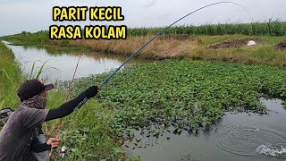 mancing ikan nila liar di parit kecil tepat di sarang babon