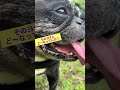 フレブルさん、そのヨダレどうなってんの？