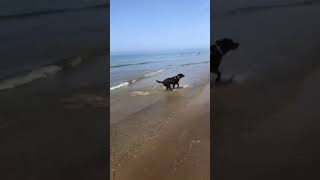 VIDEO Lady Zielinski passeggiata in riva al mare col suo labrador Mia