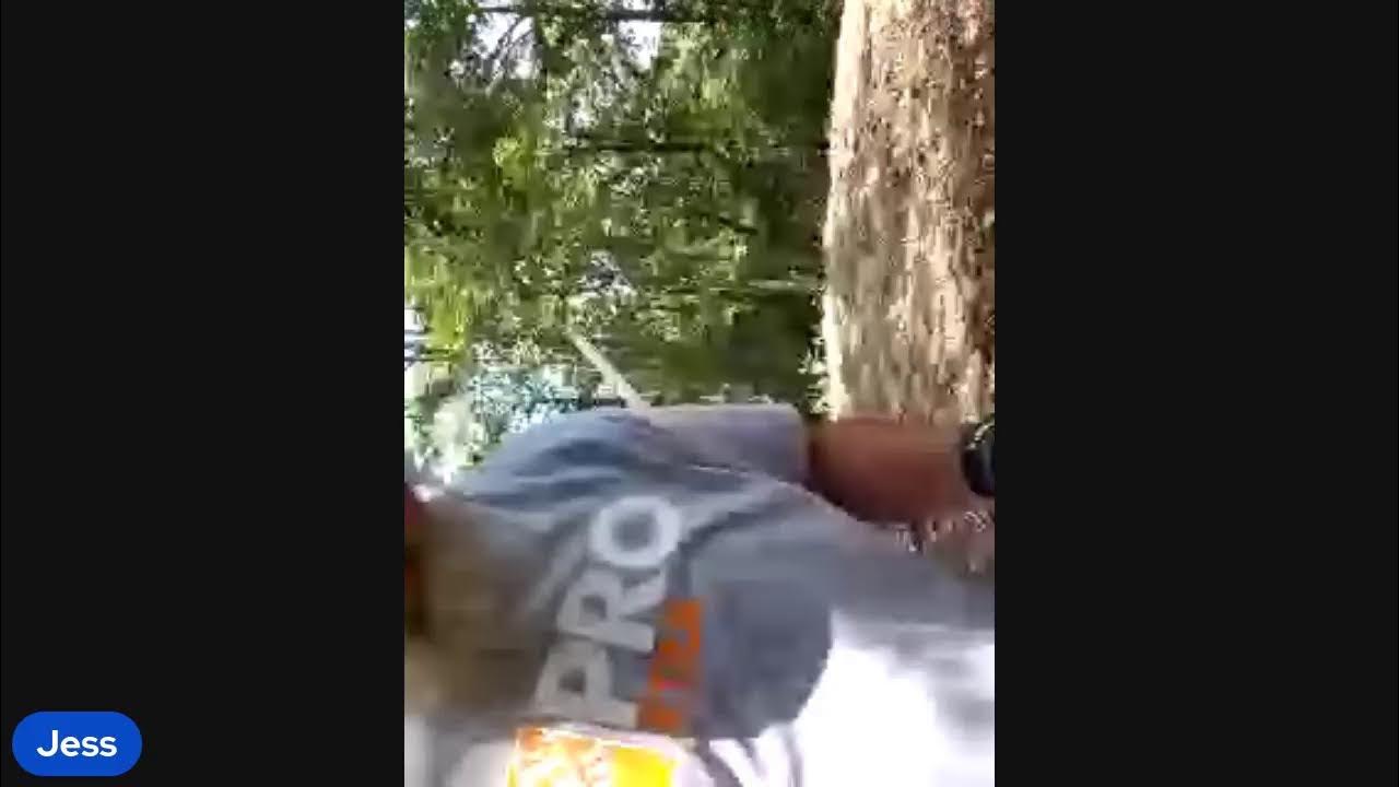 Cutting down a big oak tree at the SWEET 16 YouTube