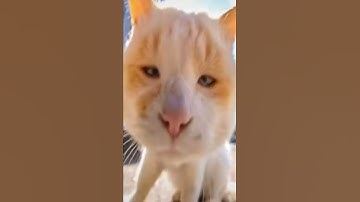 Thumbnail of meme kucing ,rizky aulia harus nonton g#shorts