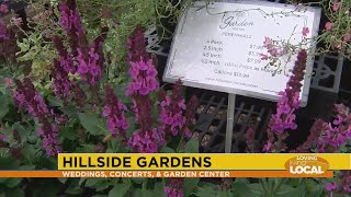 Hillside Gardens benefiting from the rainy summer season