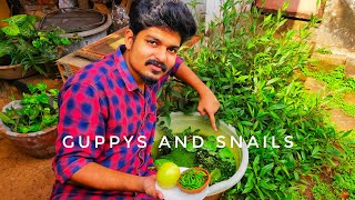 Guppys And Snails Guppy Tank Green Toons