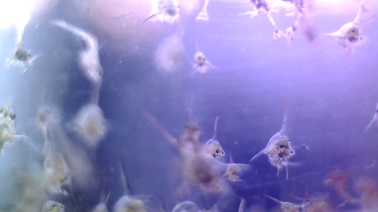 Brachyura and Anomura Zoea