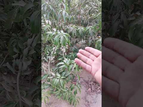 تسميد المانجو وقت النمو الخضري 