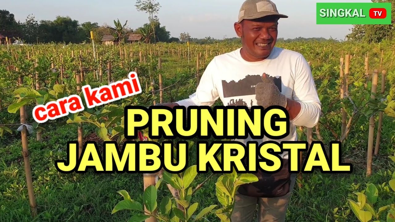 cara kami pruning jambu kristal