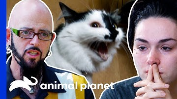 Couple Had To Call 911 After Their Cat