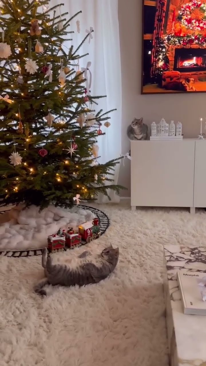 Top des vidéos très mignon ❤️ ❤️ ❤️ ❤️ ❤️ ❤️