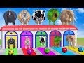 Colourful long slide game with elephant tiger dragon Gorilla cow  #shorts #chutkula #cartoon #viral 