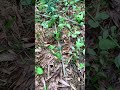 Stop Stop The mountain herbs have been in trouble again No wonder the herbs deliberately l