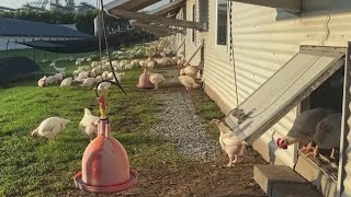 How avian influenza is impacting chicken farms in Delaware