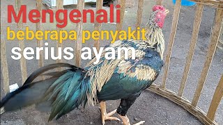Recognizing some serious diseases in chickens (@KandangbintangBaru)