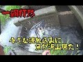 濁流の中から雷魚一撃!! snakehead fishing