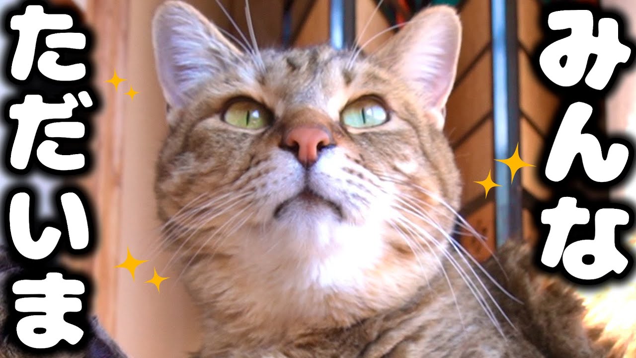 猫の寅 猫の寅 カード検索 ｜ Z/X - Zillions of enemy X - ゼクス公式