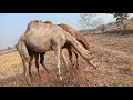 Camel fight