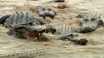 Alligators fight over dead Python 01, Time Lapse Speed x1