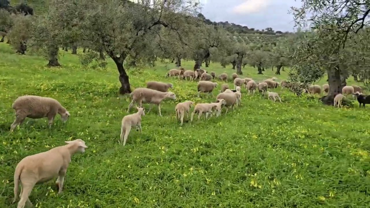 Vamos a desaparecer,  sin  tirarse ni una bomba nuclear. 