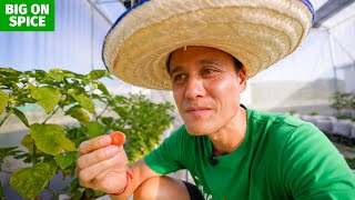 I ate a GHOST PEPPER!!  Real Organic Food Farm in Chiang Mai, Thailand!