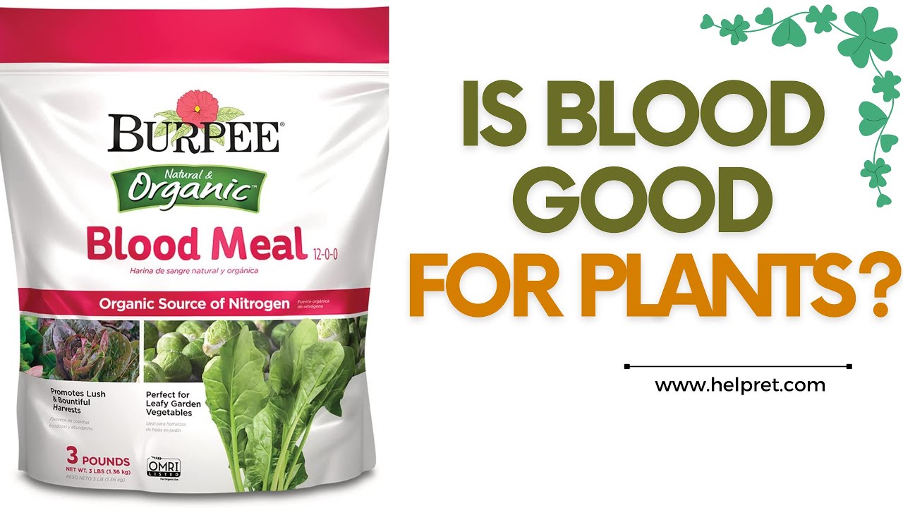 Is Blood Good For Plants YouTube is-blood-good-for-plants-youtube
