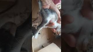 feed the mother cat and clean her kitten's eyes ( kasih makan induk kucing, bersihkan mata anaknya ) by Vi On 251 views 8 months ago 6 minutes, 58 seconds
