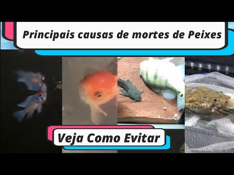 Vídeo: Peixes mortos no inverno: características, possíveis causas e formas de prevenção