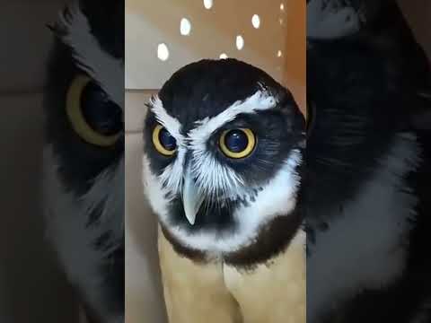 Owl. Engine won't start. Сова. Не заводится! #nature #wildlife #wow #funny #приколы #birds #сова
