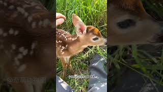 大叔救起落水小鹿，没想到最后竟赢得整个鹿族的长久信赖 #animals #奇妙的動物