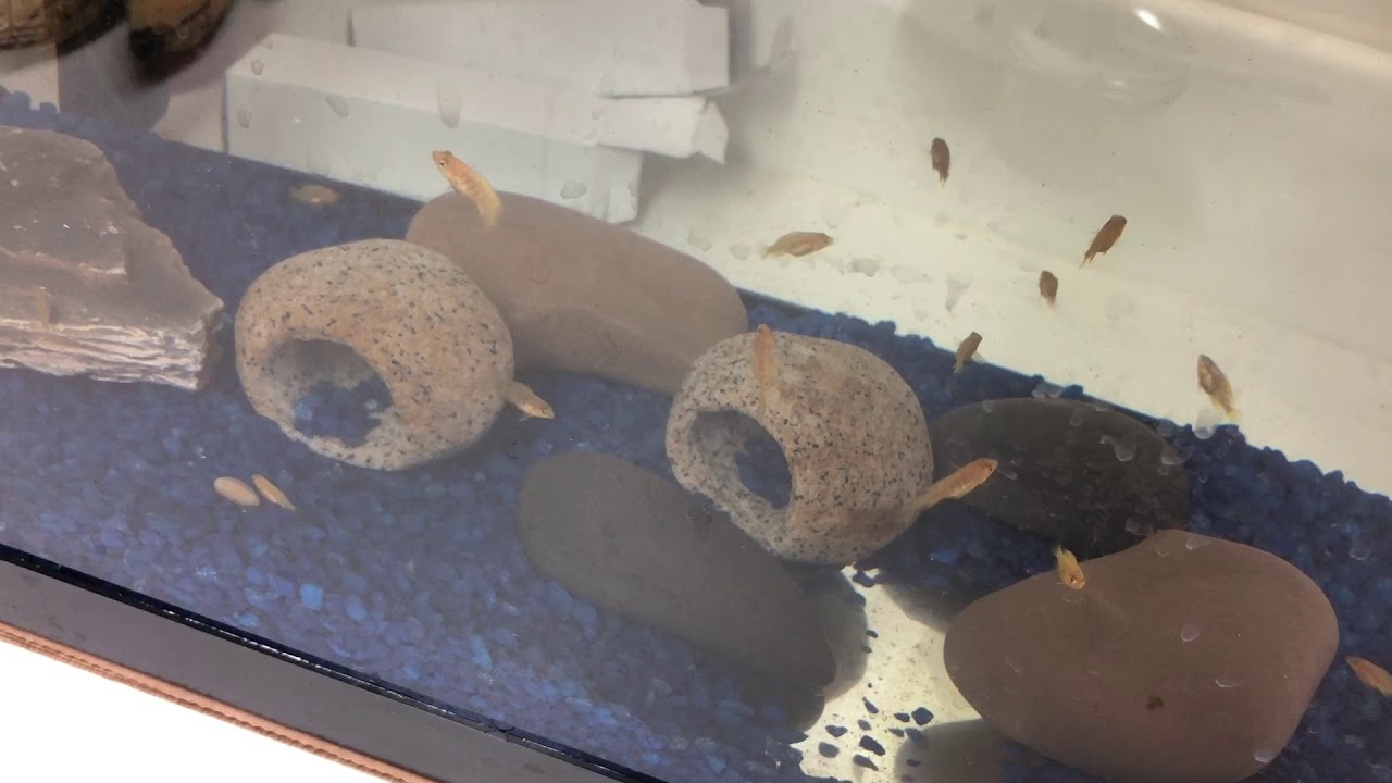 Yellow Lab Fry Electric Yellow Lab Fry Time Lapse - YouTube