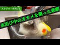 水浴び中のオカメを襲った悲劇　#オカメインコ　#コザクラインコ　#セキセイインコ