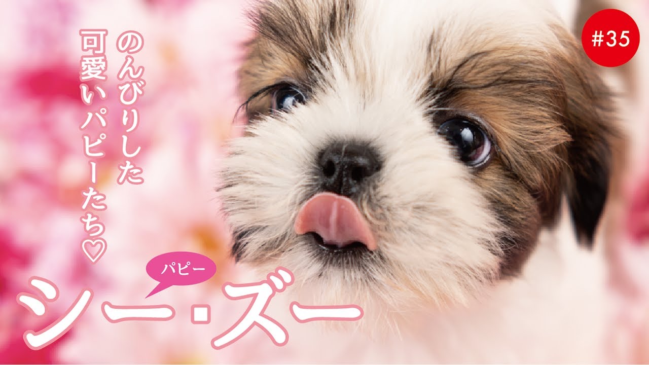 かわいいシーズーの子犬たち 35 Shih Tzu Youtube