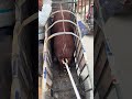 Pig Farmer Safely Loading Pigs into a Truck | Educational Purpose Only