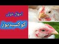 آموزش کامل بیماری کوکسیدیوز بیماری اسهال خونی طیور کوکسیدیوز در طیور بیماری های طیور 